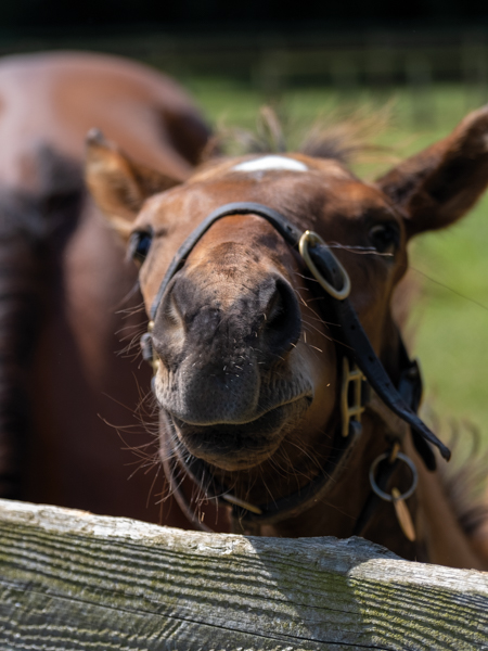  - Bobby's Kitten ex Roubles colt - 15 June 2023