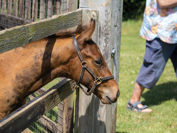  - Bobby's Kitten ex Roubles colt - 15 June 2023