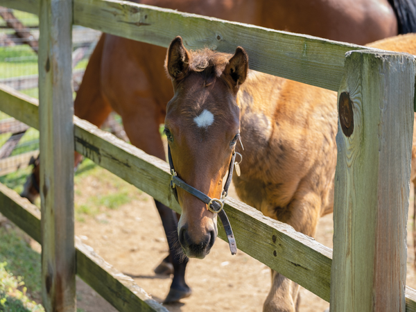  - Bobby's Kitten ex Roubles colt - 15 June 2023