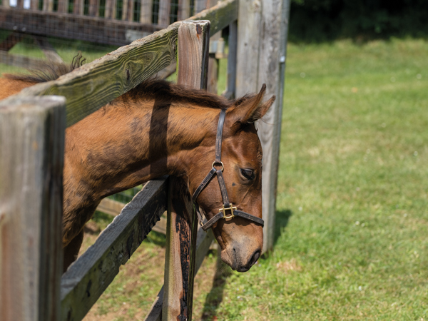  - Bobby's Kitten ex Roubles colt - 15 June 2023