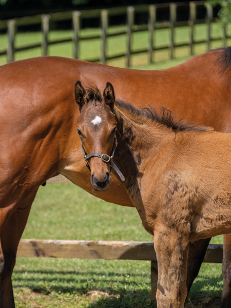  - Bobby's Kitten ex Roubles colt - 15 June 2023