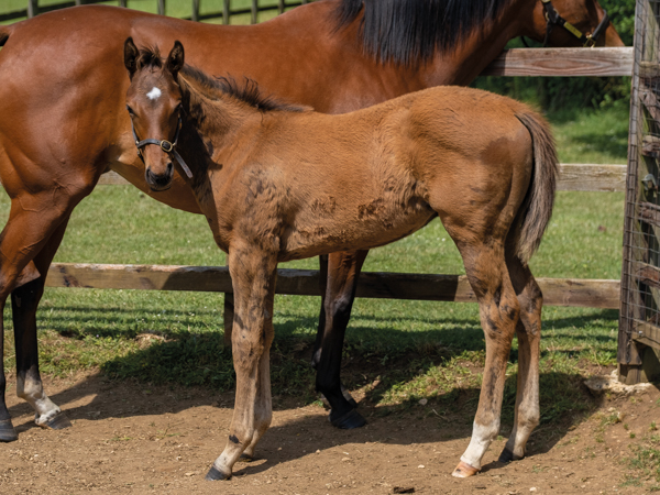  - Bobby's Kitten ex Roubles colt - 15 June 2023