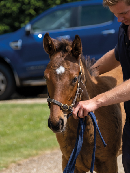  - Bobby's Kitten ex Roubles colt - 15 June 2023