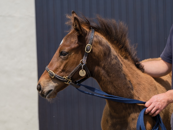  - Bobby's Kitten ex Roubles colt - 15 June 2023