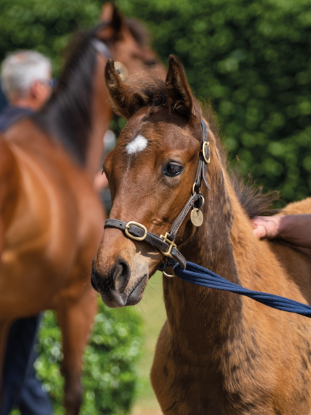  - Bobby's Kitten ex Roubles colt - 15 June 2023