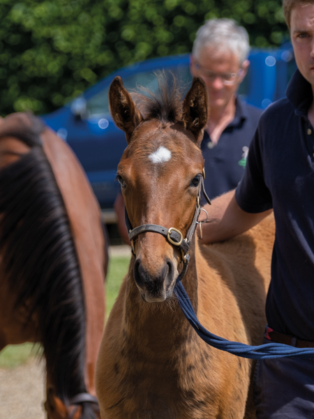  - Bobby's Kitten ex Roubles colt - 15 June 2023