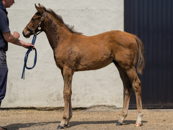  - Bobby's Kitten ex Roubles colt - 15 June 2023