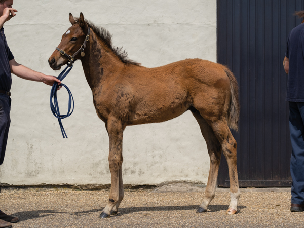  - Bobby's Kitten ex Roubles colt - 15 June 2023