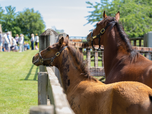  - Roubles and colt foal by Bobby's Kitten - 15 June 2023