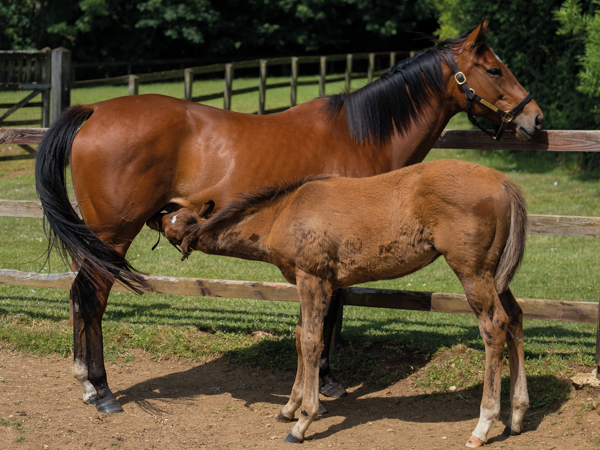  - Roubles and colt foal by Bobby's Kitten - 15 June 2023