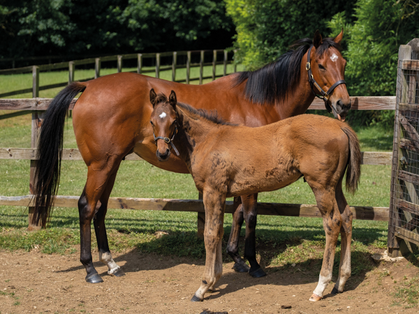  - Roubles and colt foal by Bobby's Kitten - 15 June 2023