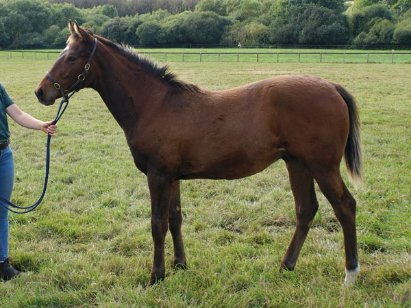  - Bobby's Kitten ex Roubles colt foal - 8 September 2023