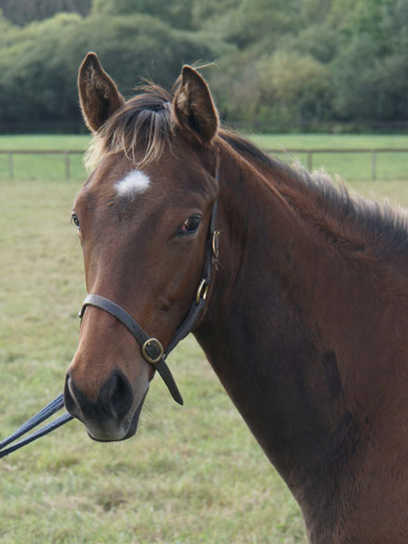  - Bobby's Kitten ex Roubles colt foal - 8 September 2023