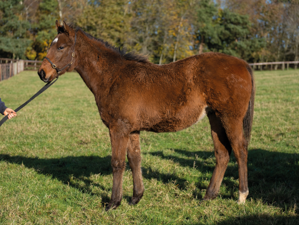  - Bobby’s Kitten ex Roubles colt - 15 November 2023