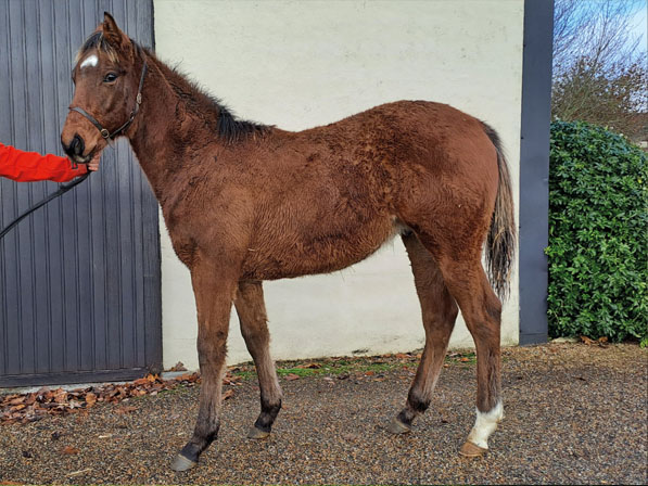  - Bobby’s Kitten ex Roubles colt - 28 November 2023