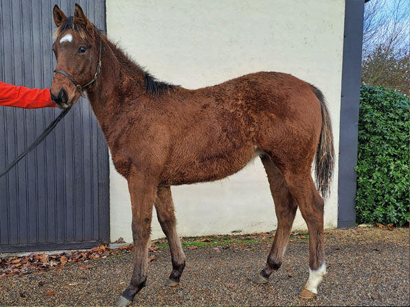  - Bobby’s Kitten ex Roubles colt - 28 November 2023