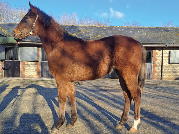  - Bobby’s Kitten ex Roubles colt - 10 January 2024