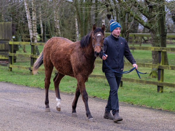  - Bobby's Kitten ex Roubles Yearling Colt - 07 February 2024