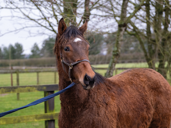  - Bobby's Kitten ex Roubles Yearling Colt - 07 February 2024