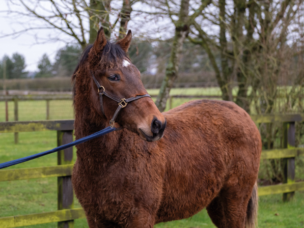  - Bobby's Kitten ex Roubles Yearling Colt - 07 February 2024