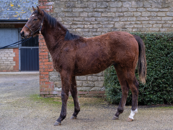  - Bobby's Kitten ex Roubles Yearling Colt - 07 February 2024