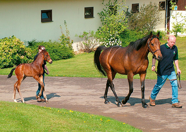  - Ffestiniog and her 2006 Selkirk foal - May 2006