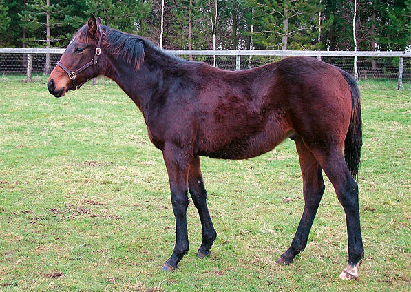  - Selkirk ex Ffestiniog colt - February 2007