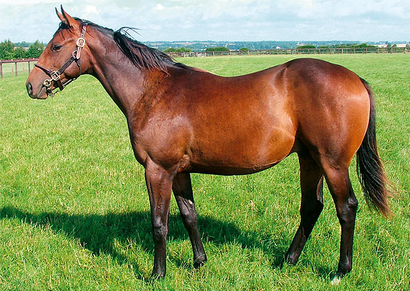  - Selkirk ex Ffestiniog colt - July 2007