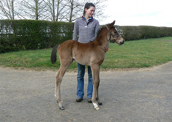  - Excelebration ex Baralinka filly - 13 April 2015