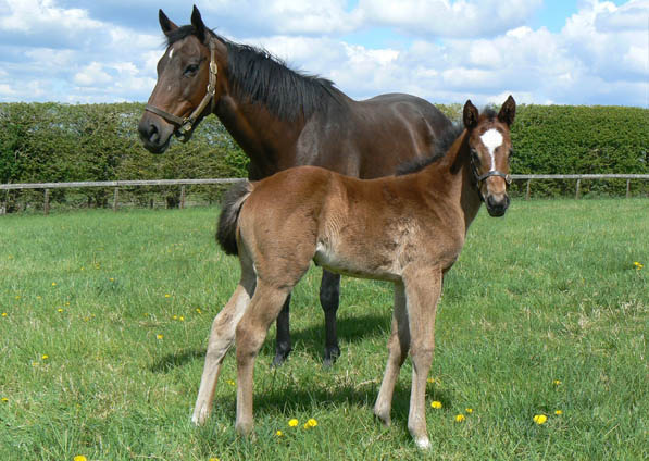  - Excelebration ex Baralinka filly - 27 April 2015 - 3