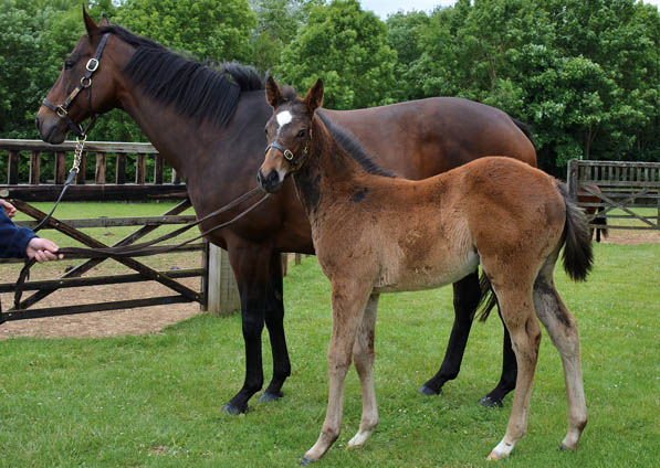  - Excelebration ex Baralinka filly - 10 June 2015 - 1