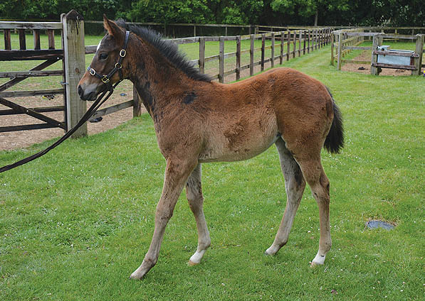  - Excelebration ex Baralinka filly - 10 June 2015 - 2