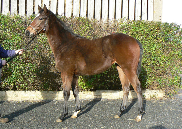  - Excelebration ex Baralinka filly - 14 January 2016