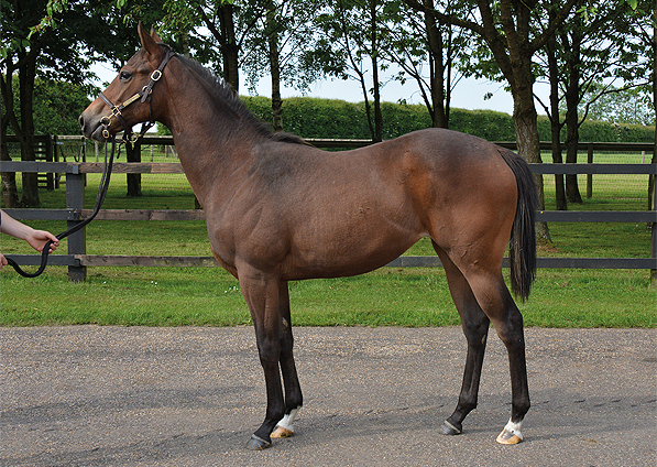  - Excelebration ex Baralinka filly - 8 June 2016