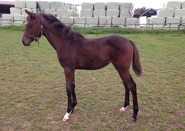  - Holy Roman Emperor ex China Tea filly - September 2015