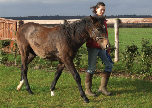  - Verglas ex Margarita colt - November 2011 - 1