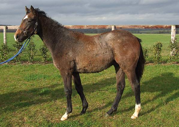  - Verglas ex Margarita colt - November 2011 - 2