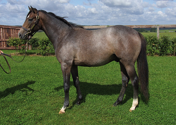  - Verglas ex Margarita colt - August 2012