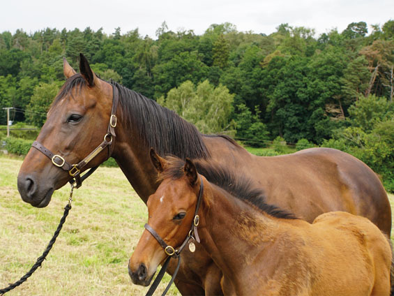  - Camelot ex Shining Sea colt - 20 July 2023