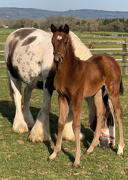  - Camelot ex Zest filly - 25 April 2021