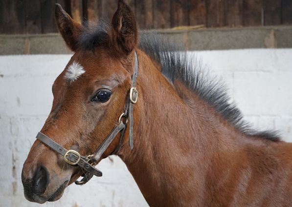  - Camelot ex Zest filly - 27 May 2021