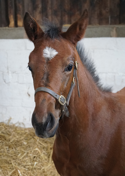  - Camelot ex Zest filly - 27 May 2021