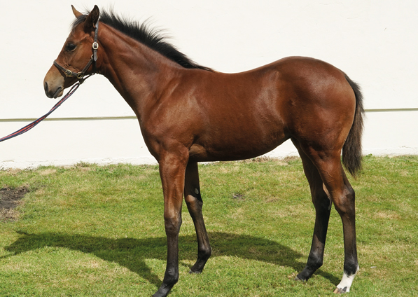  - Camelot ex Zest filly - 10 August 2021