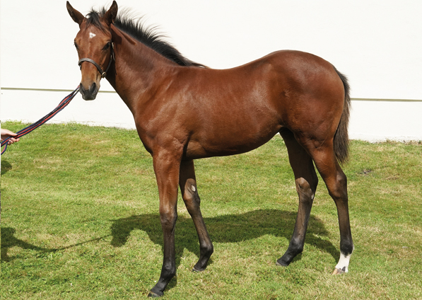  - Camelot ex Zest filly - 10 August 2021