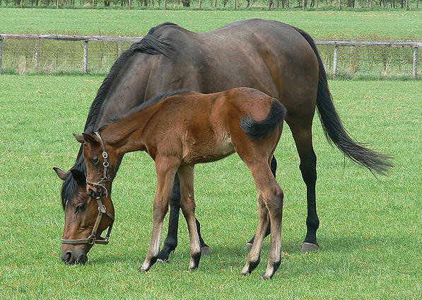  - China Tea and her Makfi filly foal - April 2013 - 1