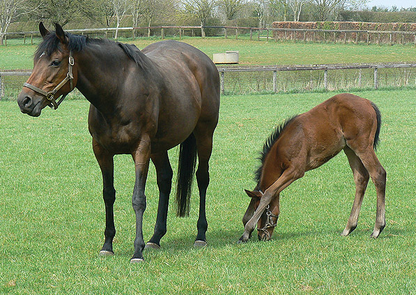  - China Tea and her Makfi filly foal - April 2013 - 2