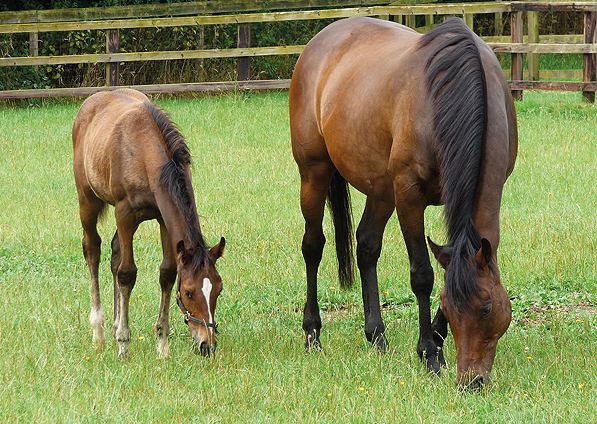  - China Tea and her Kyllachy colt foal - July 2014