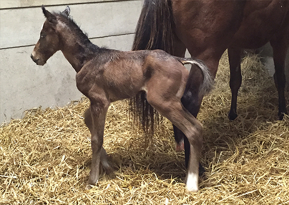  - Magician ex Stars Above Me Colt - 14 March 2016