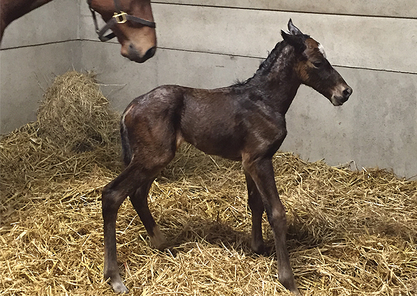  - Magician ex Stars Above Me Colt - 14 March 2016