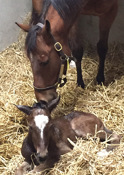  - Magician ex Stars Above Me Colt - 14 March 2016